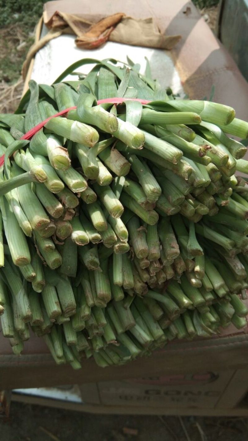 大叶平茬汉中韭菜头茬