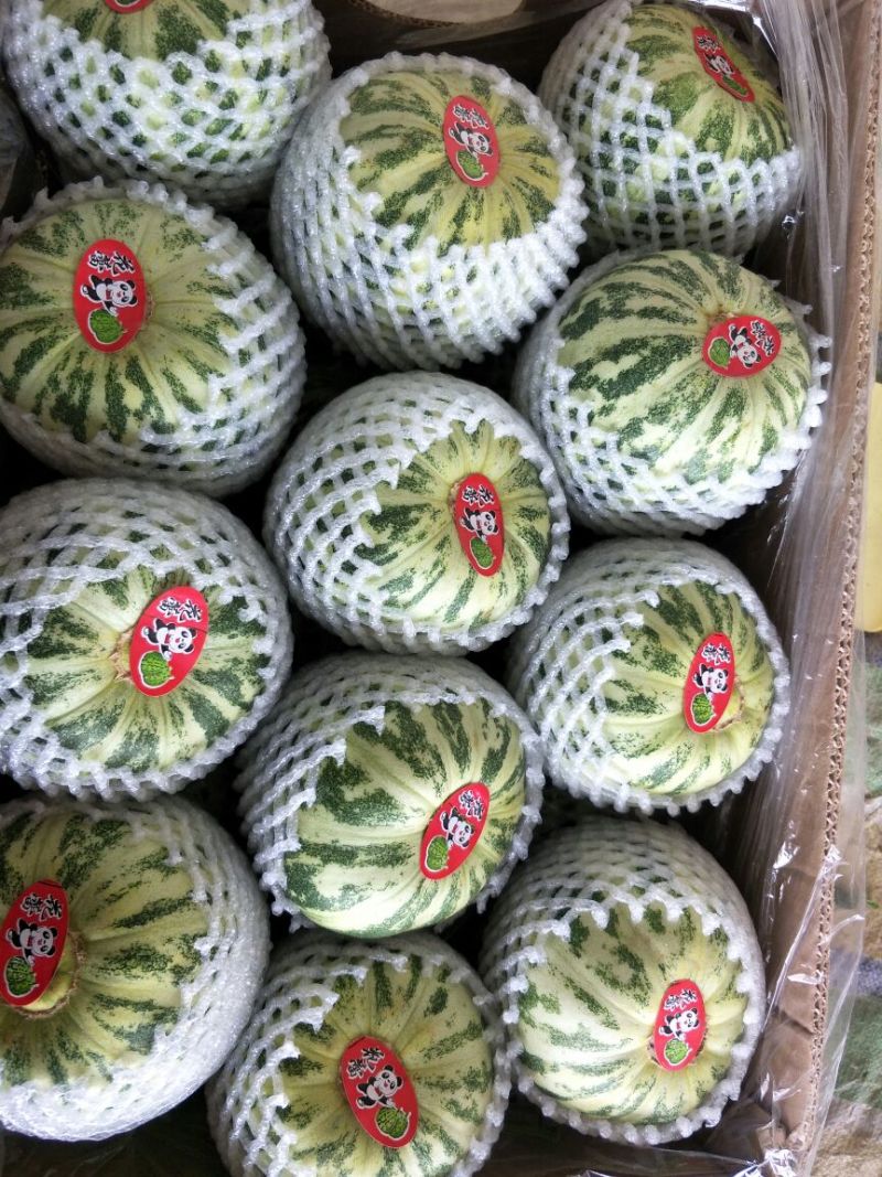 绿宝甜瓜精品1斤以上