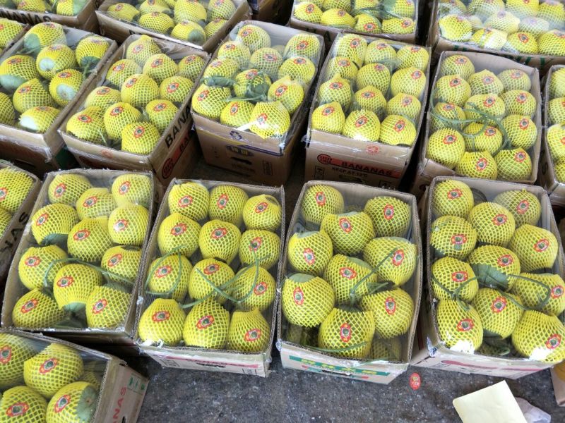 绿宝甜瓜精品1斤以上