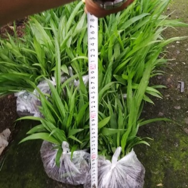 三叉白芨种苗白芨块茎，包教技术上门指导