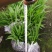 三叉白芨种苗白芨块茎，包教技术上门指导