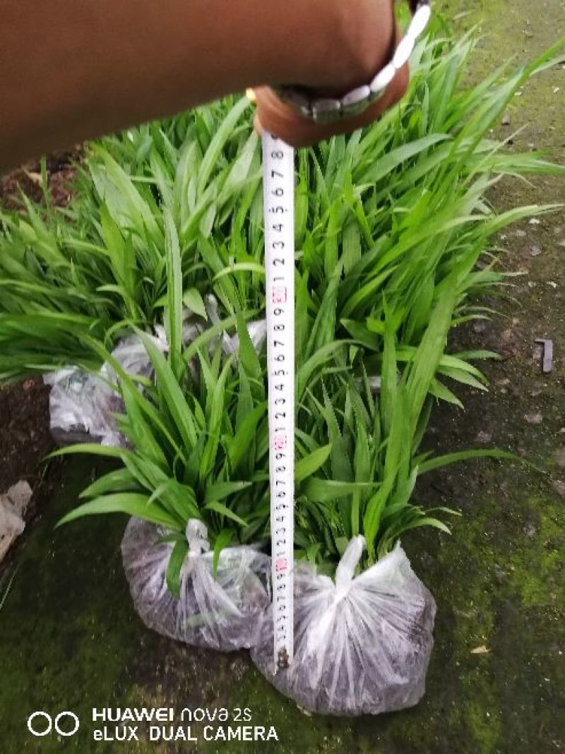 三叉白芨种苗白芨块茎，包教技术上门指导