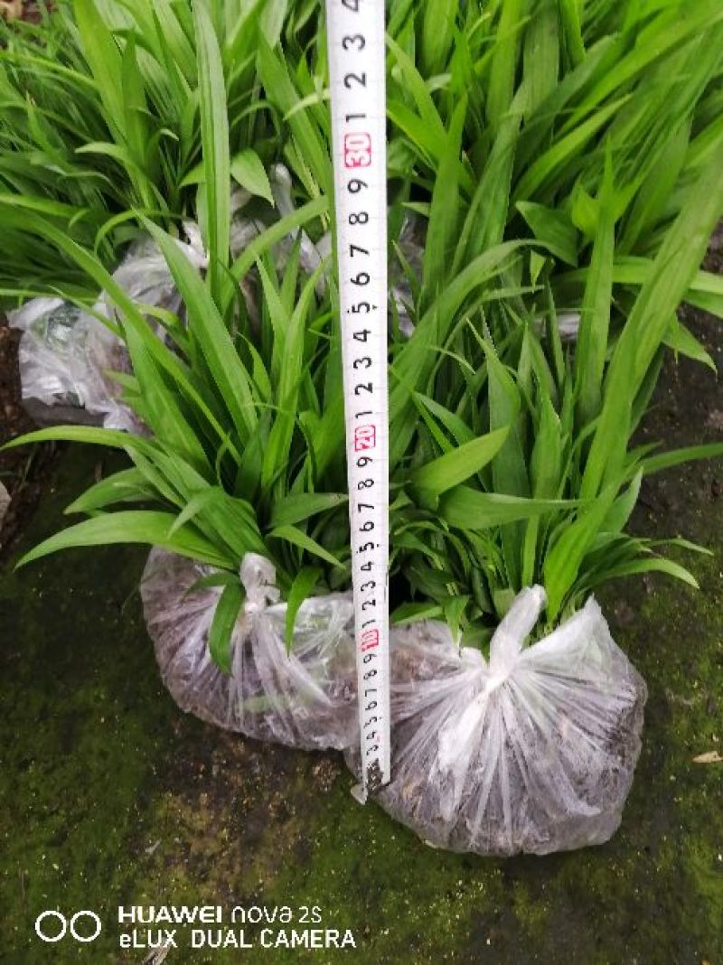 三叉白芨种苗白芨块茎，包教技术上门指导