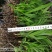 三叉白芨种苗白芨块茎，包教技术上门指导