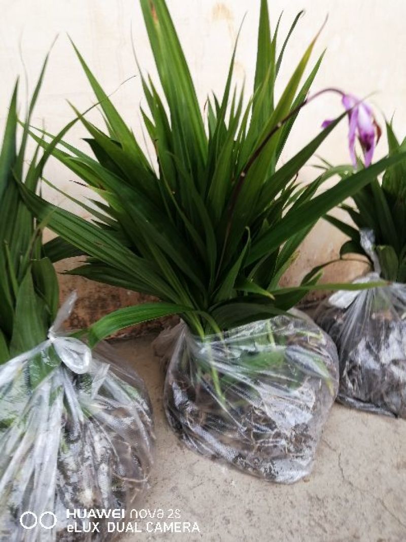 三叉白芨种苗白芨块茎，包教技术上门指导