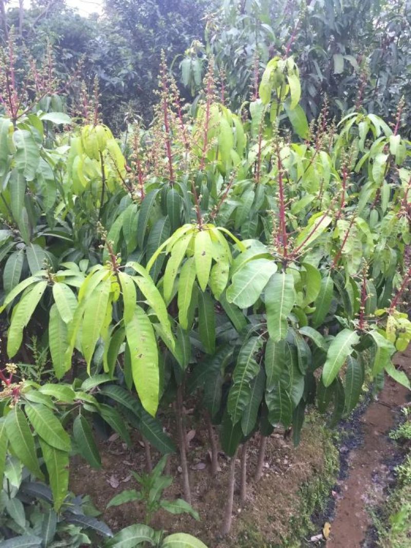 金煌芒树苗1m以下