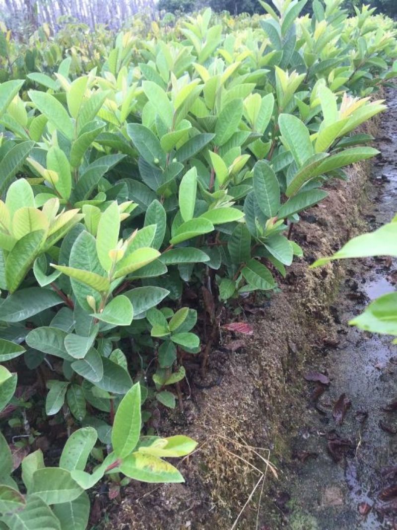 台湾珍珠番石榴苗30~50cm