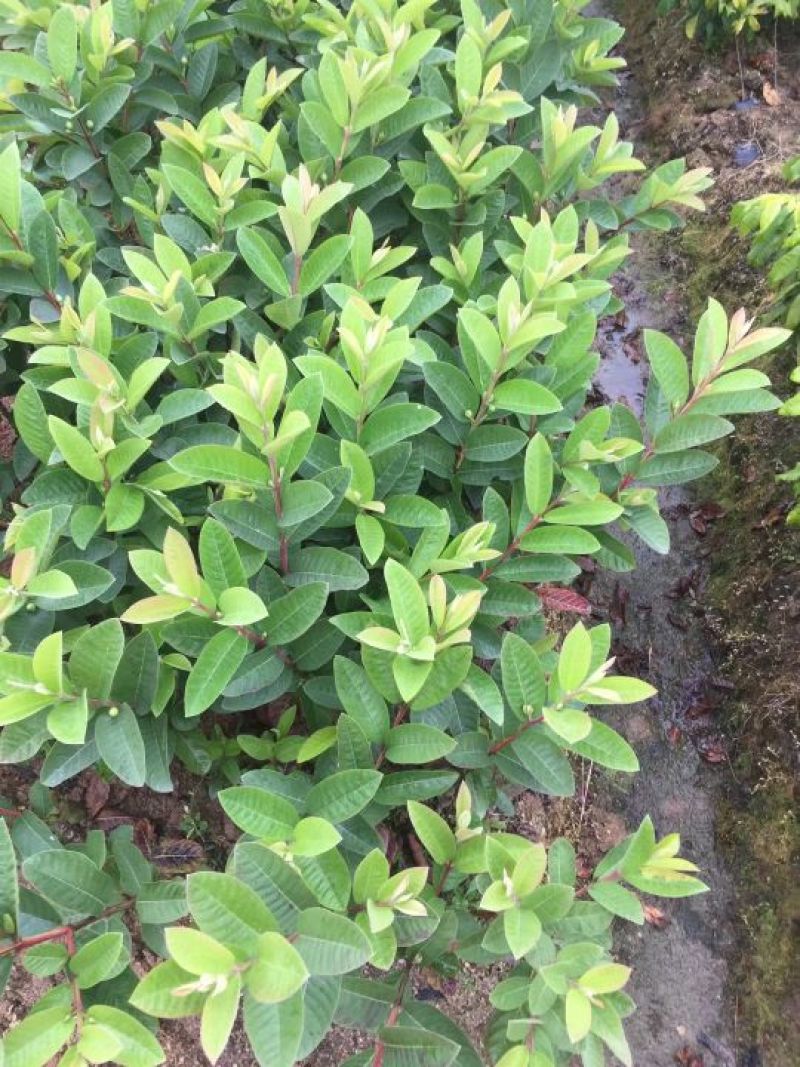台湾珍珠番石榴苗30~50cm