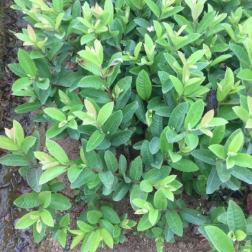 台湾珍珠番石榴苗30~50cm