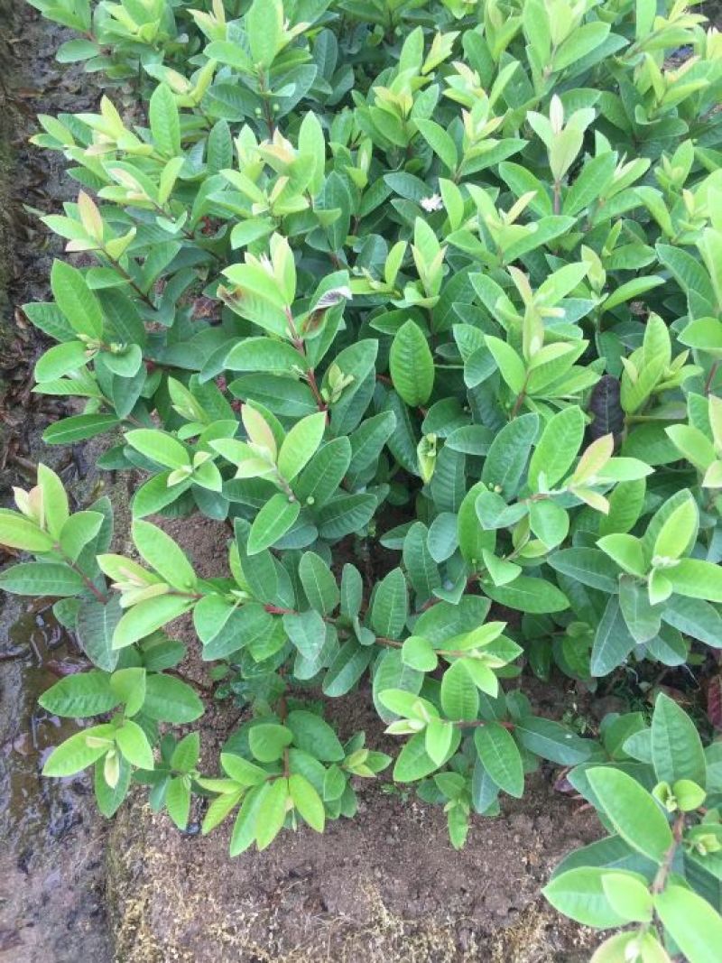 台湾珍珠番石榴苗30~50cm