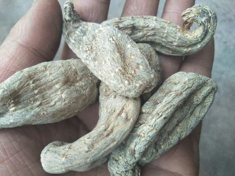 野生天麻一级