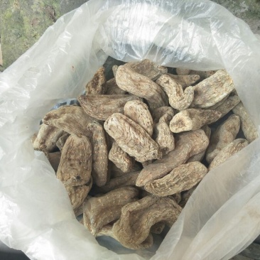 野生天麻一级