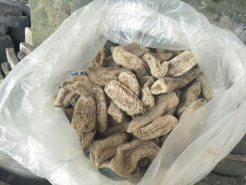 野生天麻一级
