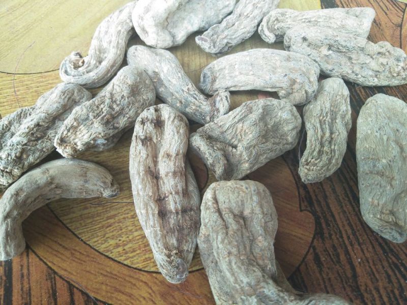 野生天麻一级