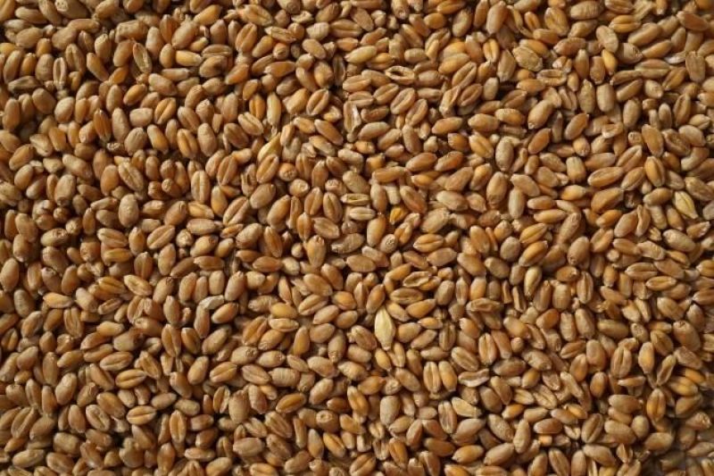 济麦22小麦12.5%以下