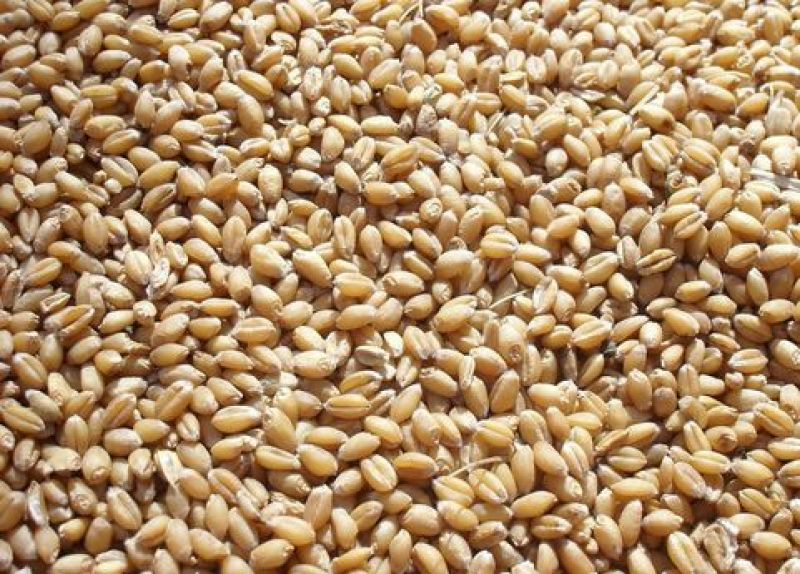 济麦22小麦12.5%以下
