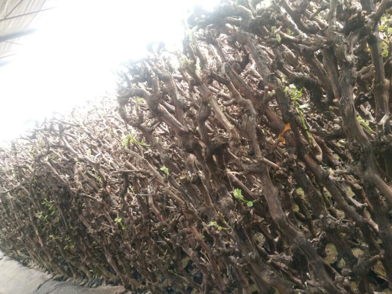 葡萄苗5年150~200cm
