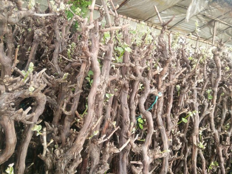 葡萄苗5年150~200cm
