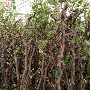 葡萄苗5年150~200cm