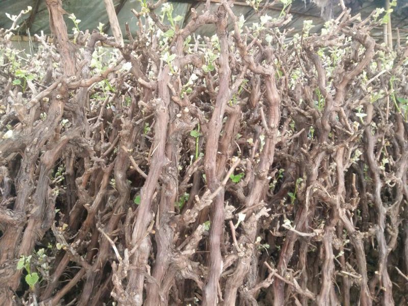 葡萄苗5年150~200cm