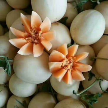 伊丽莎白甜瓜莘县暖棚伊丽莎白洋香瓜大量上市