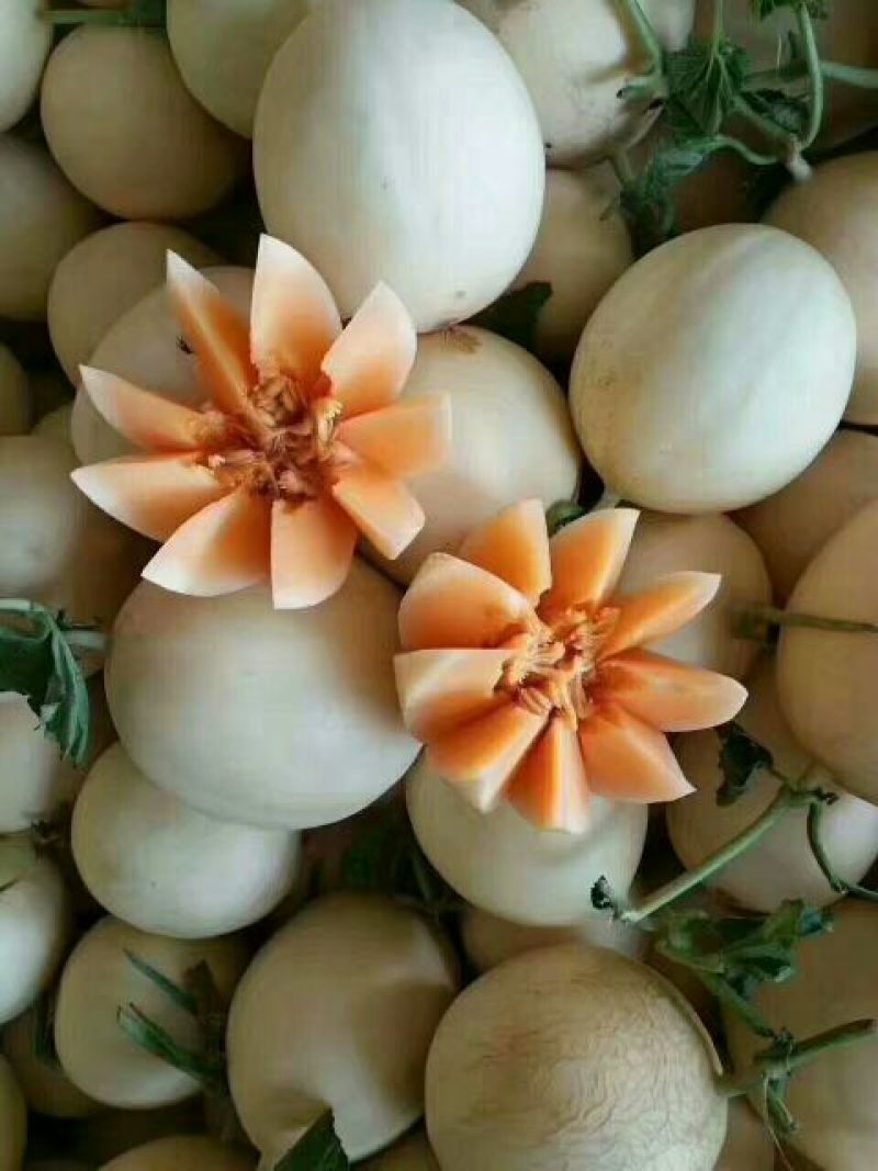 伊丽莎白甜瓜莘县暖棚伊丽莎白洋香瓜大量上市