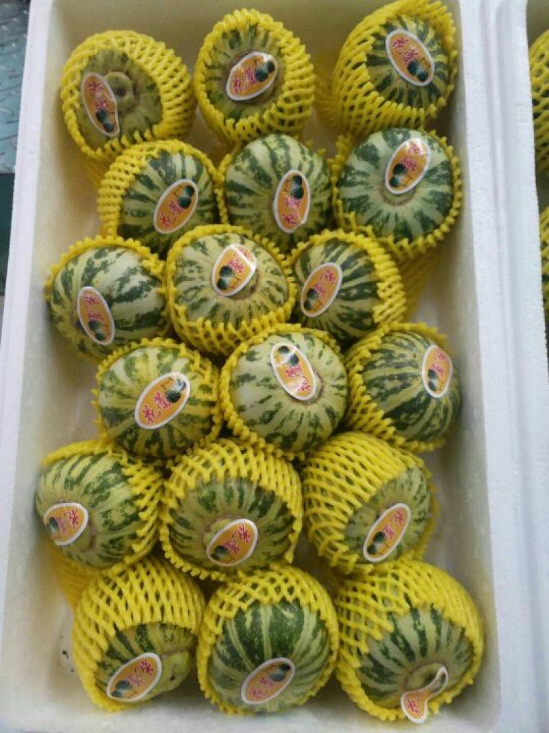 伊丽莎白甜瓜莘县暖棚伊丽莎白洋香瓜大量上市