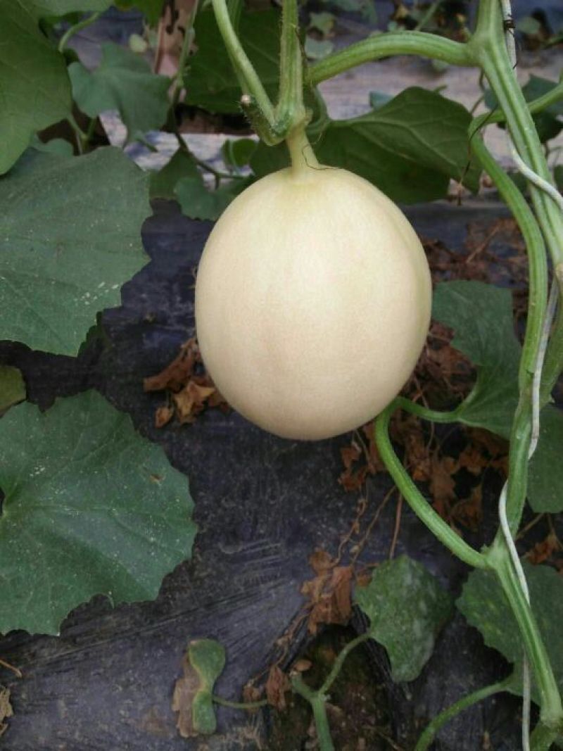 伊丽莎白甜瓜莘县暖棚伊丽莎白洋香瓜大量上市