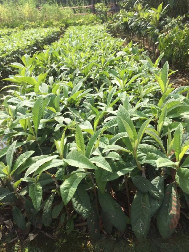 枇杷树苗30~50cm