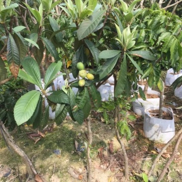 枇杷树苗30~50cm