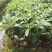 枇杷树苗30~50cm