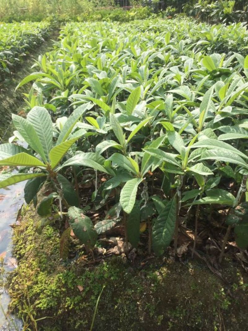 枇杷树苗30~50cm