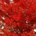 红火球紫薇2~4cm2.5~3米1~2米