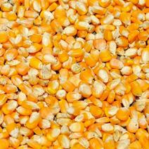黄玉米14~16%