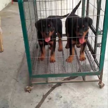 罗威纳公