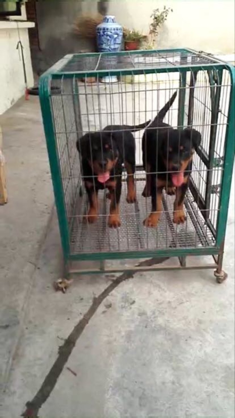 罗威纳公