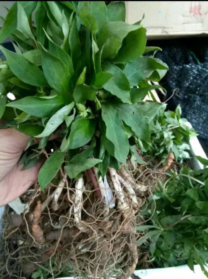 重楼鲜货选个