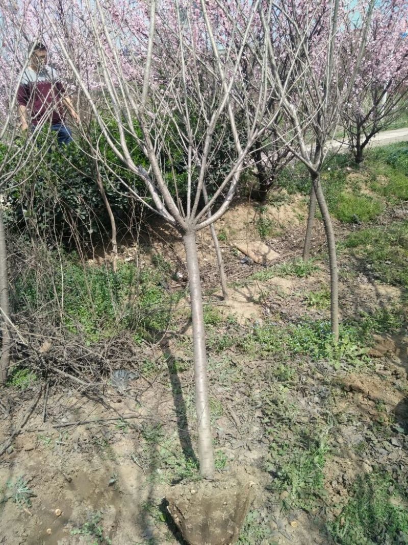 晚樱4cm以下