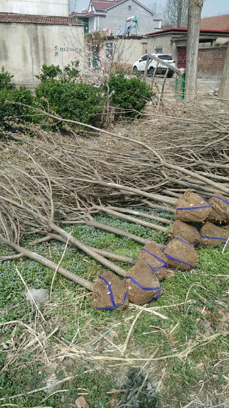 晚樱4cm以下