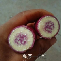 红薯种苗19西瓜红紫薯一点红哈密澳洲紫白
