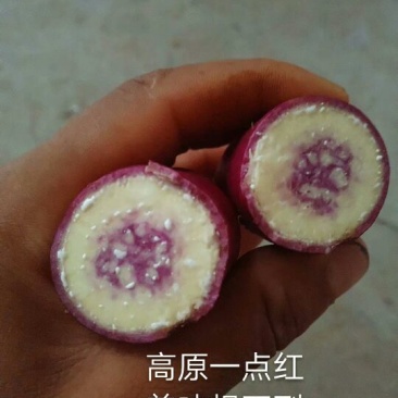 红薯种苗19西瓜红紫薯一点红哈密澳洲紫白