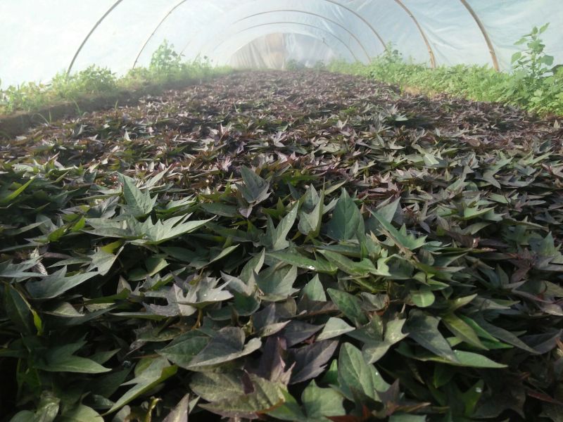 红薯苗，蜜薯苗，西瓜红，地瓜苗，冰糖心密薯苗，紫薯苗