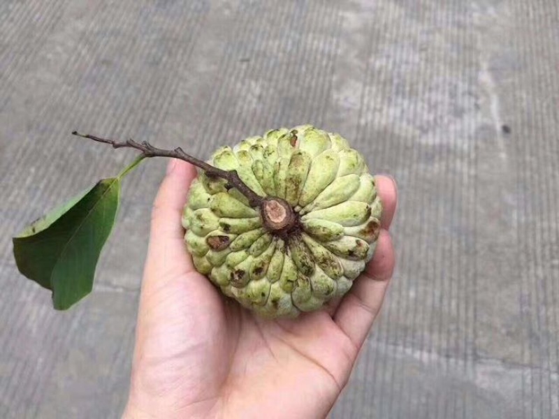 释迦