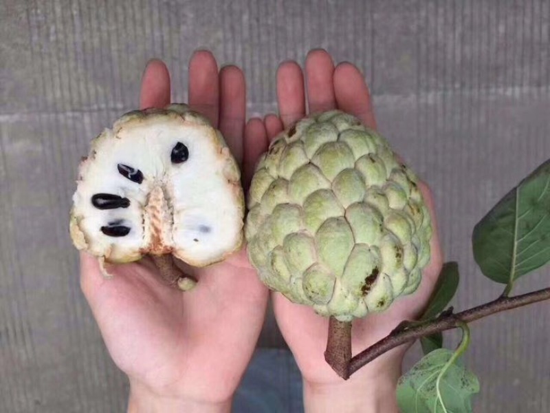 释迦