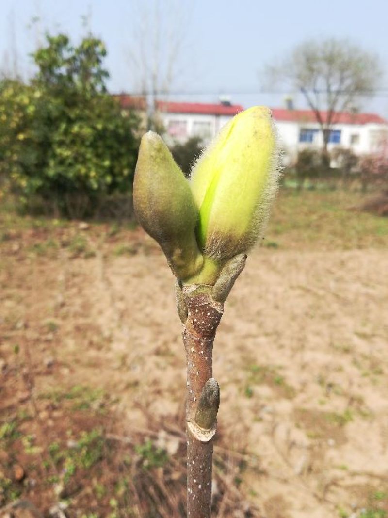 黄玉兰苗黄花玉兰树苗，当年开花