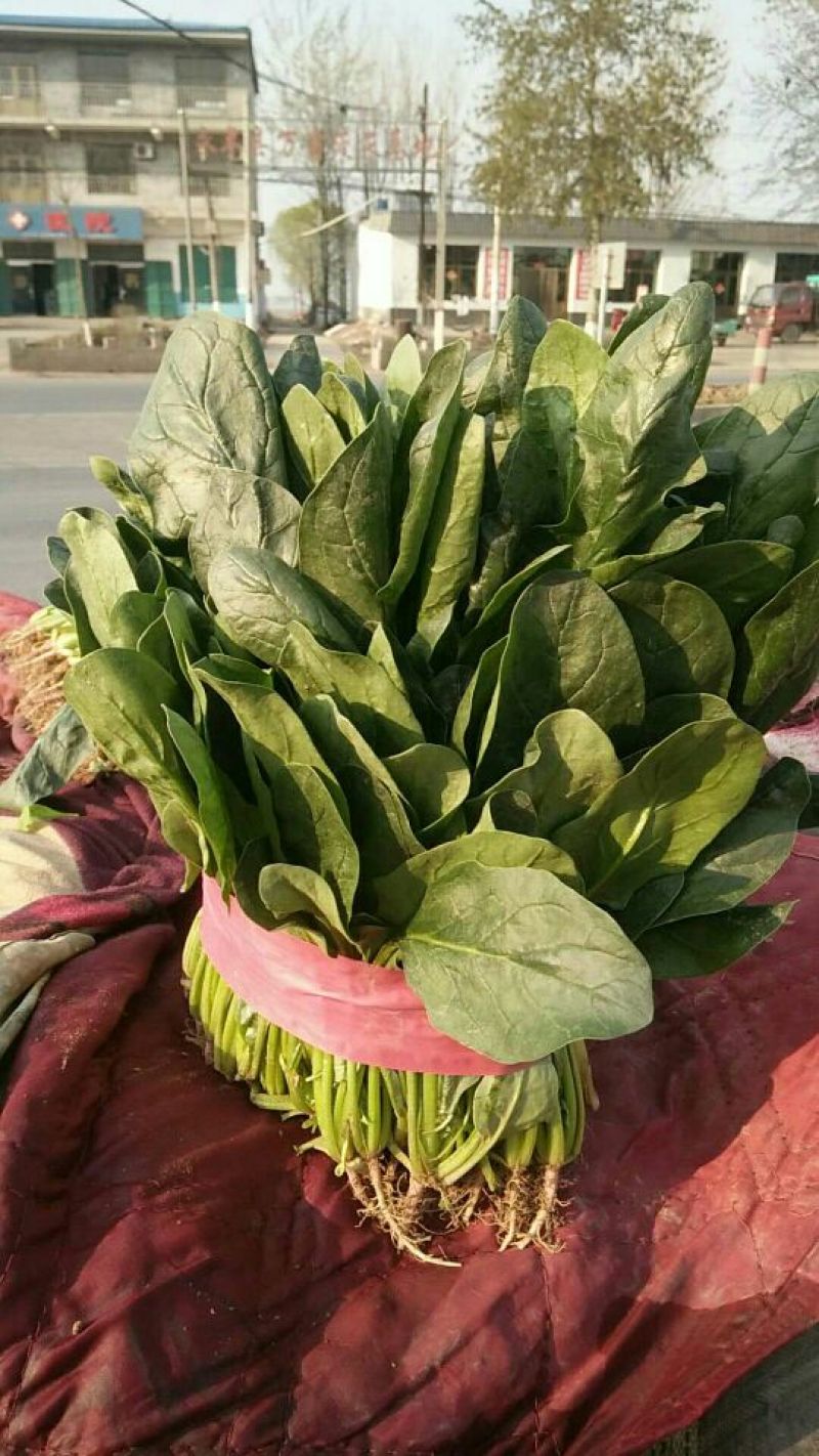大叶菠菜常年有菠菜
