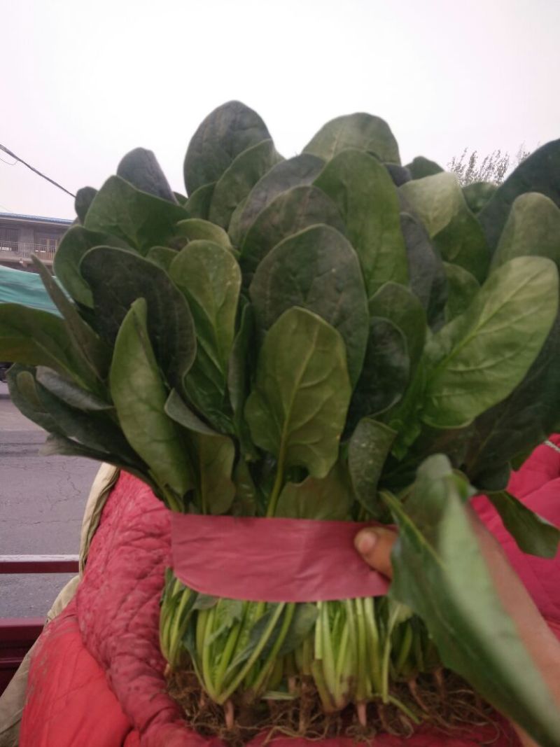 大叶菠菜常年有菠菜