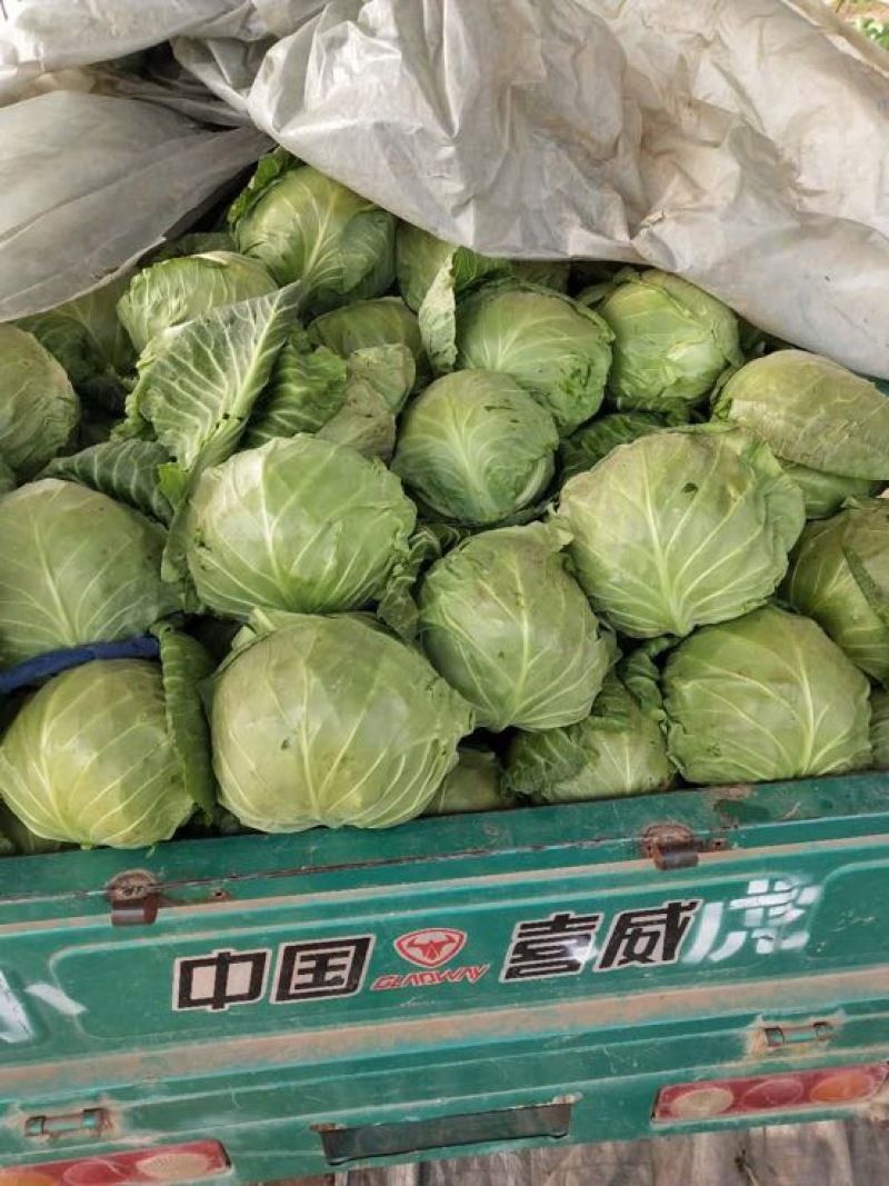 宣甘蓝1公斤左右的精品春季甘蓝，大量上市中
