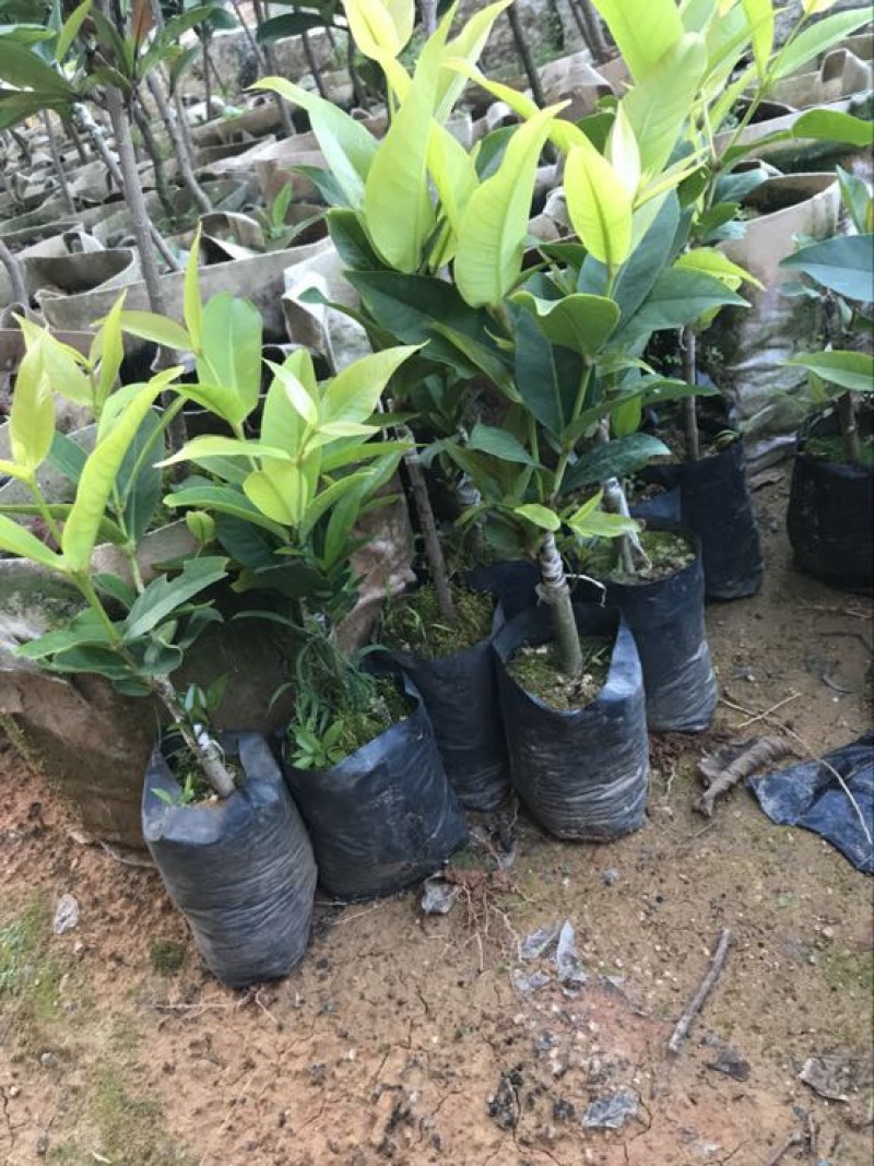 红莲雾果树苗黑糖芭比莲雾苗