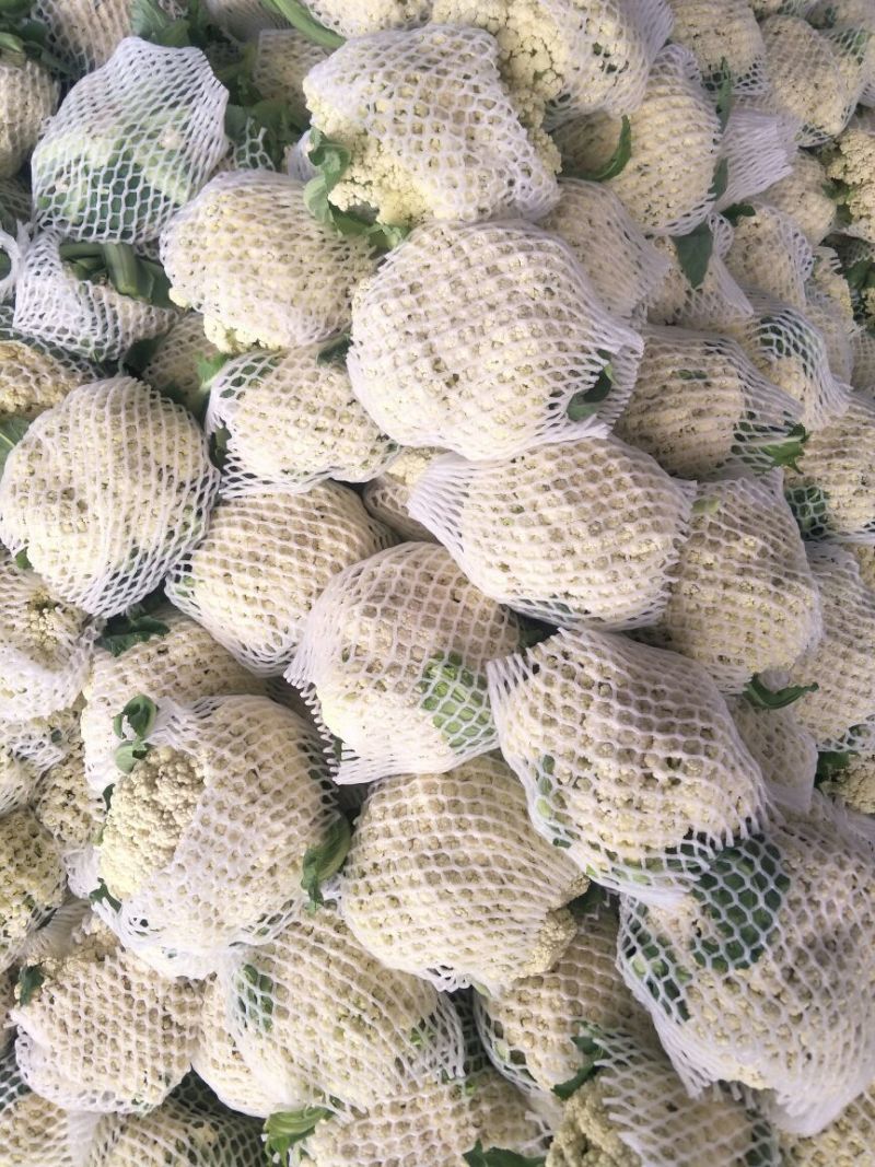 有机花菜山东松花1~2斤乳白质量产地直发
